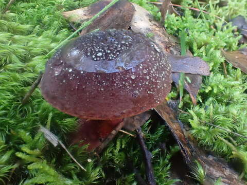 Image of Boletus tasmanicus Hongo & A. K. Mills 1989