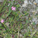 Image of Silene cretica L.