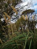 Austroderia richardii (Endl.) N. P. Barker & H. P. Linder的圖片