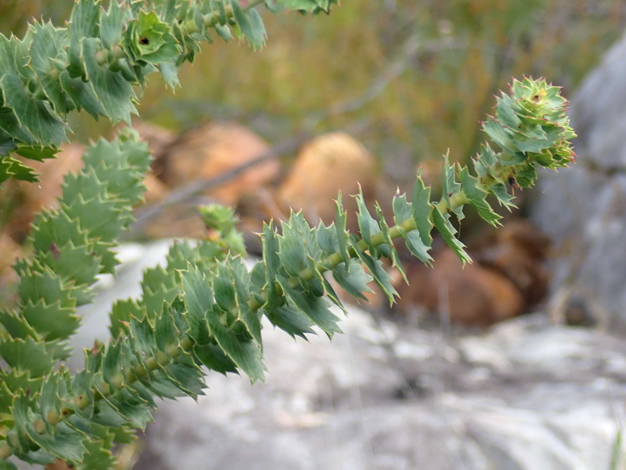 Imagem de Cliffortia reniformis (Weim.) C. Whitehouse