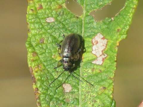 Imagem de <i>Lochmaea capreae</i>