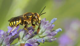 Image de Anthidium florentinum (Fabricius 1775)