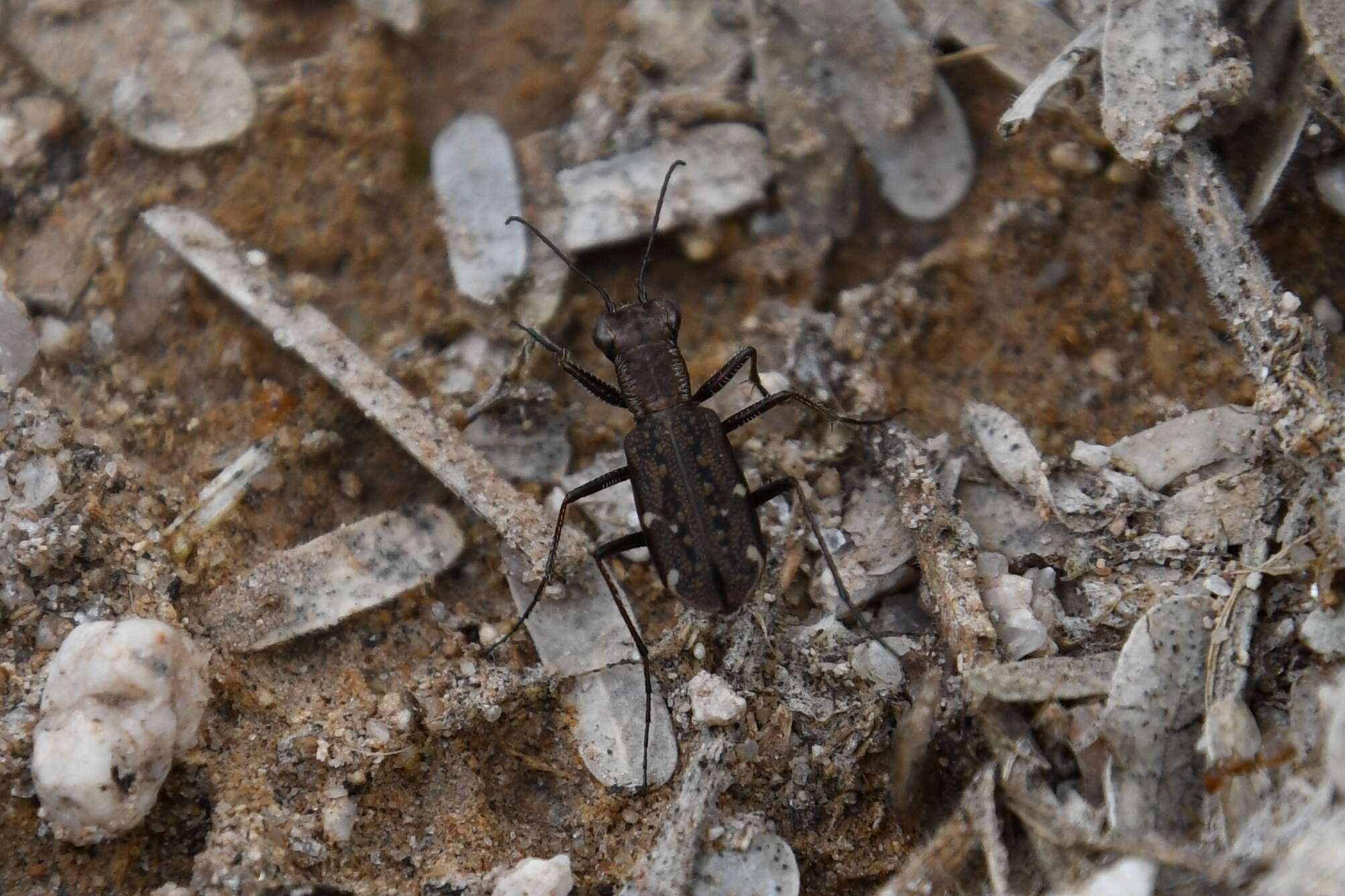 Plancia ëd Brasiella (Brasiella) viridisticta (Bates 1881)