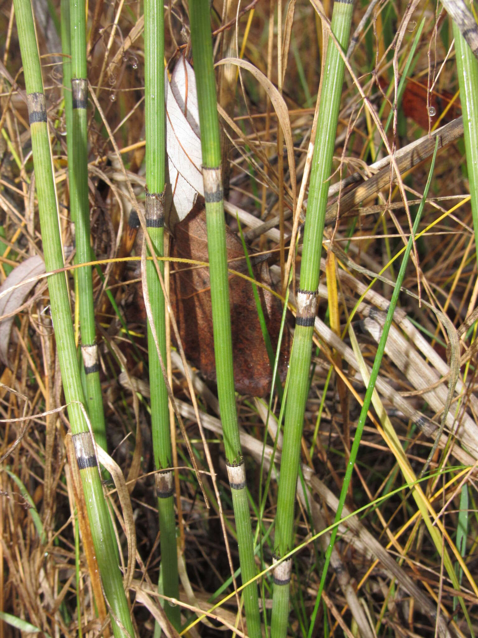 Image of Equisetum moorei Newm.