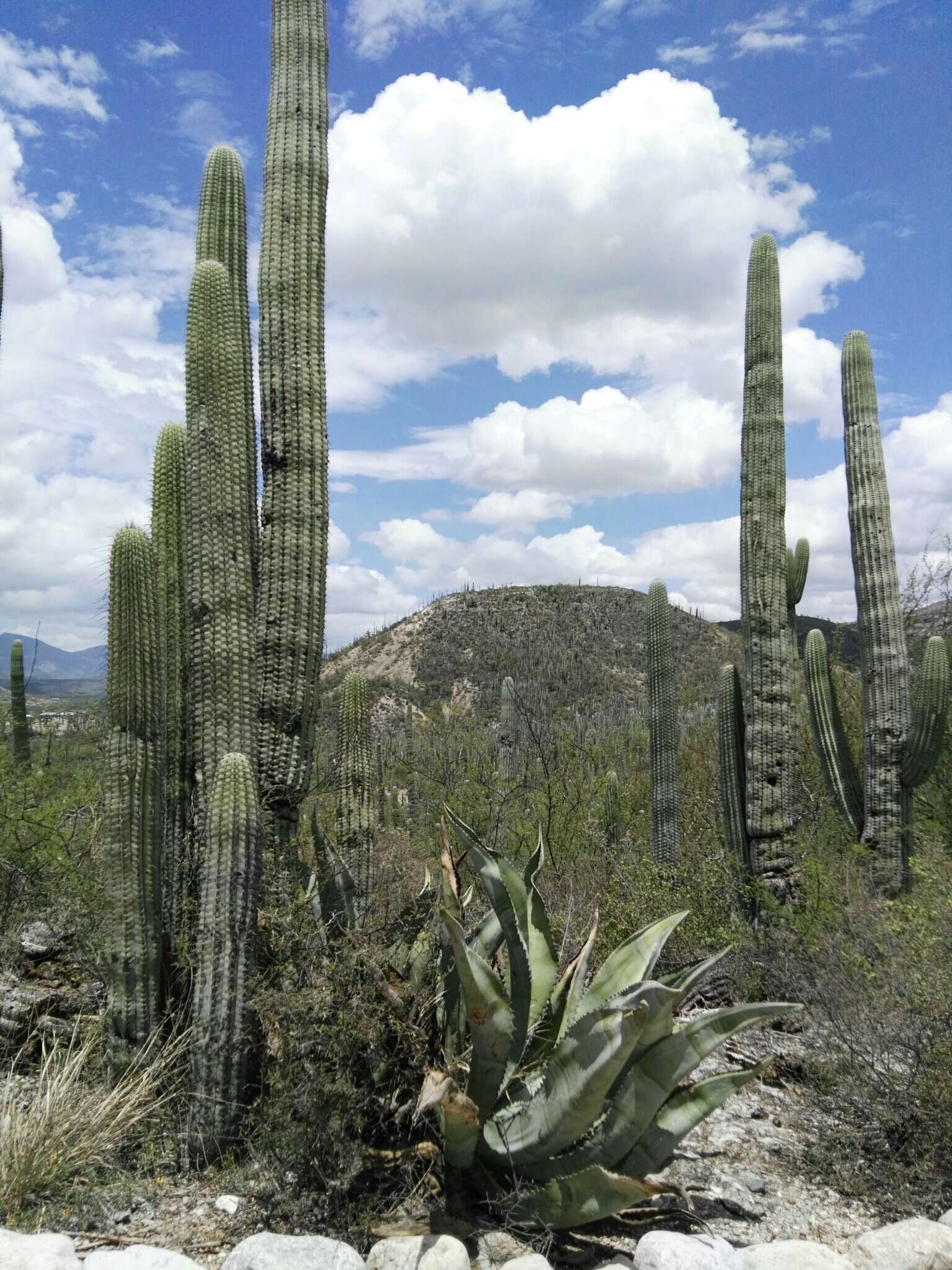 Image of Agave marmorata Roezl