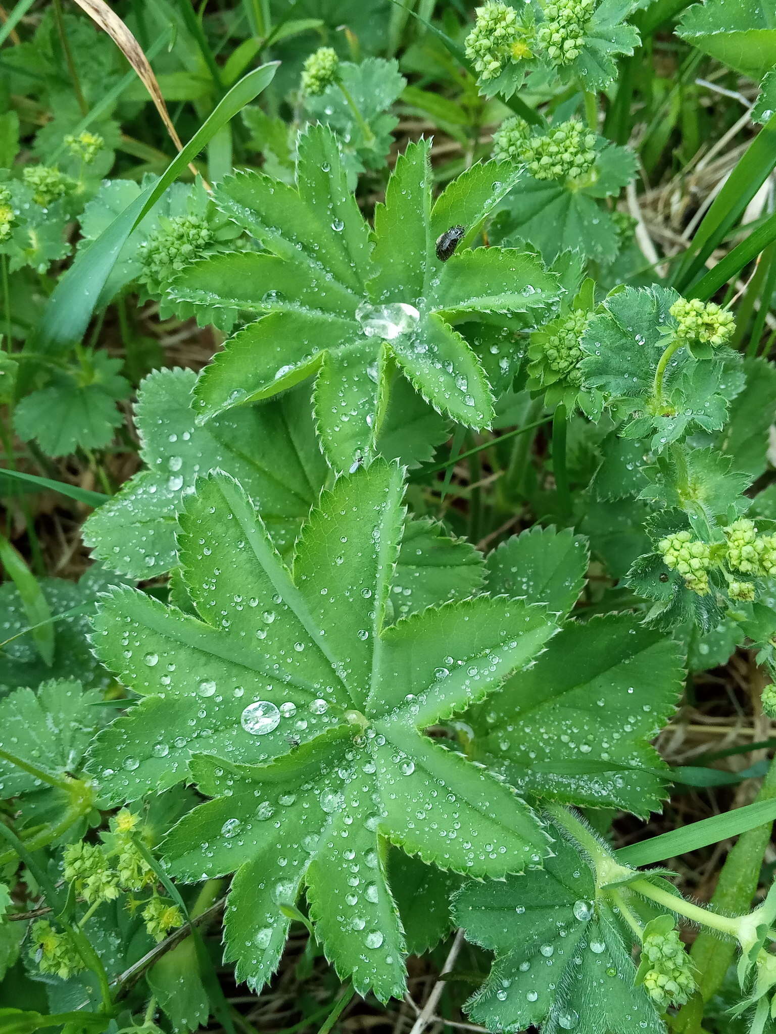 Plancia ëd Alchemilla monticola Opiz