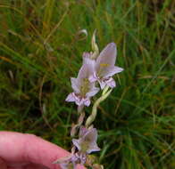 Imagem de Gladiolus pretoriensis Kuntze