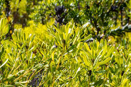 Image of Leucadendron platyspermum R. Br.