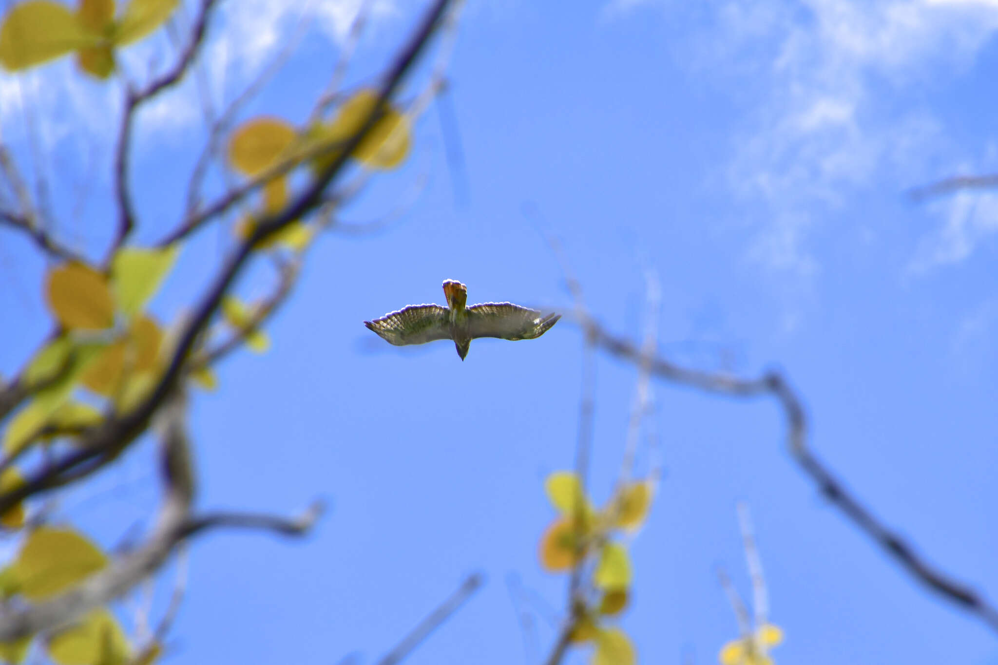 Imagem de Buteo jamaicensis jamaicensis (Gmelin & JF 1788)