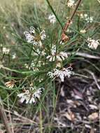 Image of Grevillea parviflora subsp. parviflora