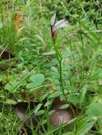 Imagem de Lobelia chinensis Lour.