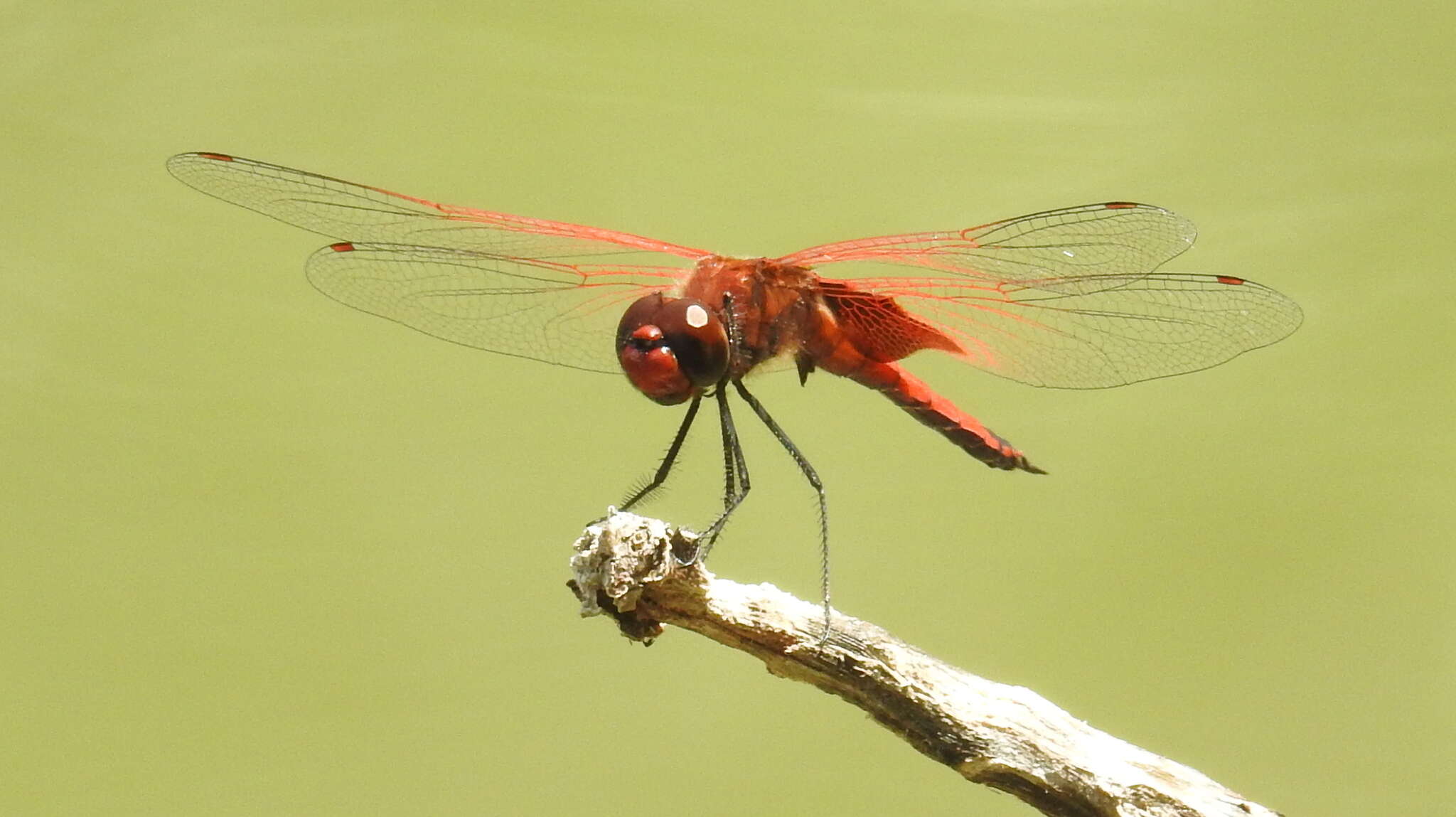 Image of Tramea stenoloba (Watson 1962)