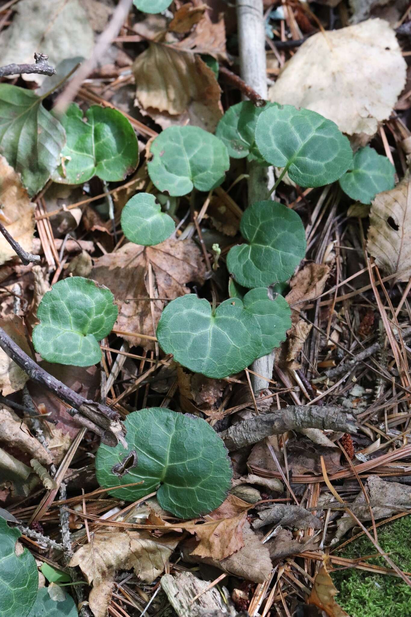 Image of Pyrola renifolia Maxim.