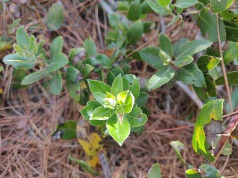 Image of Arctostaphylos tomentosa subsp. hebeclada (DC.) V. T. Parker, M. C. Vasey & J. E. Keeley