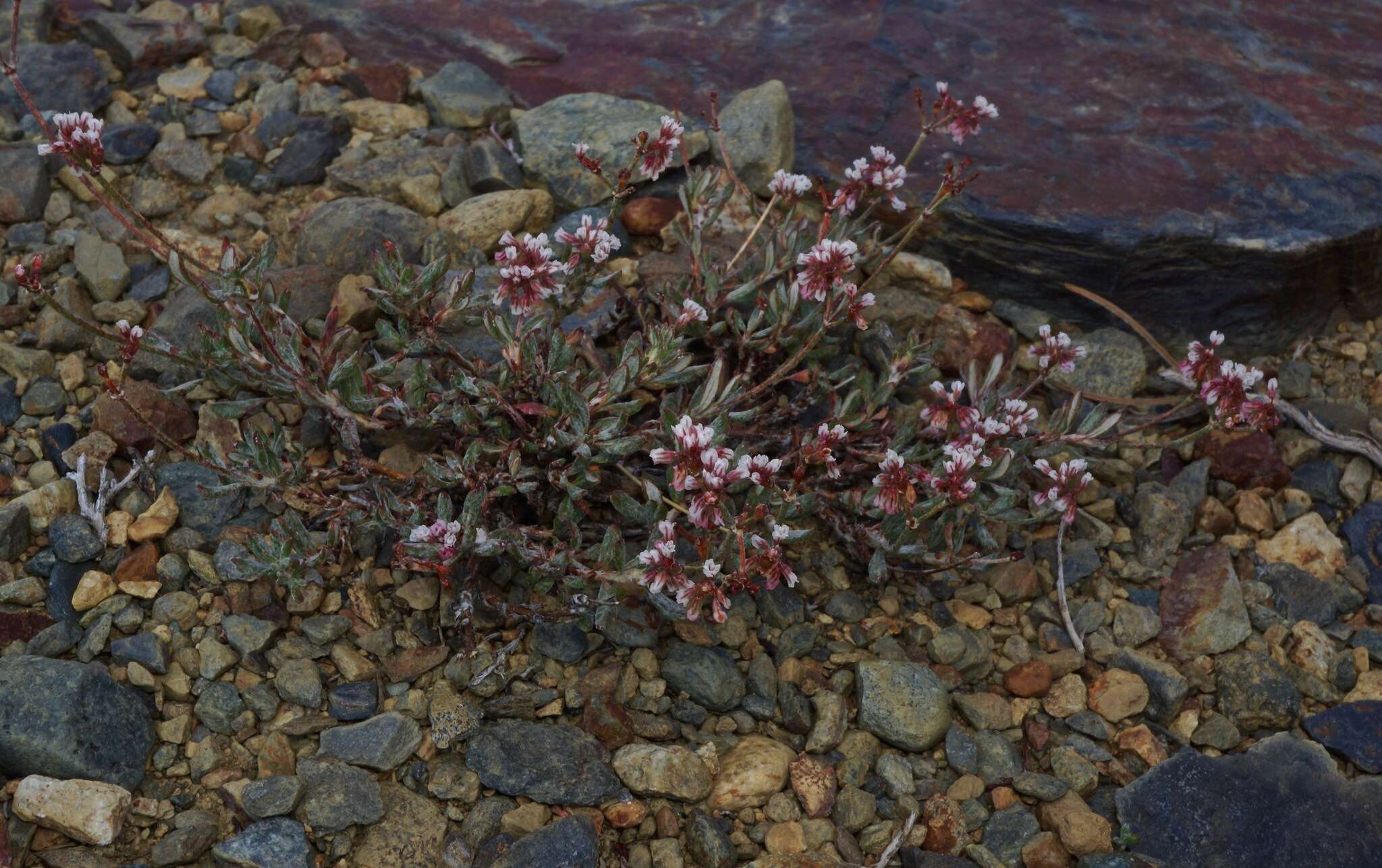 Image of Eriogonum microtheca var. alpinum Reveal