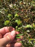 Image of whorled rosinweed