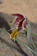 Gladiolus watermeyeri L. Bolus resmi