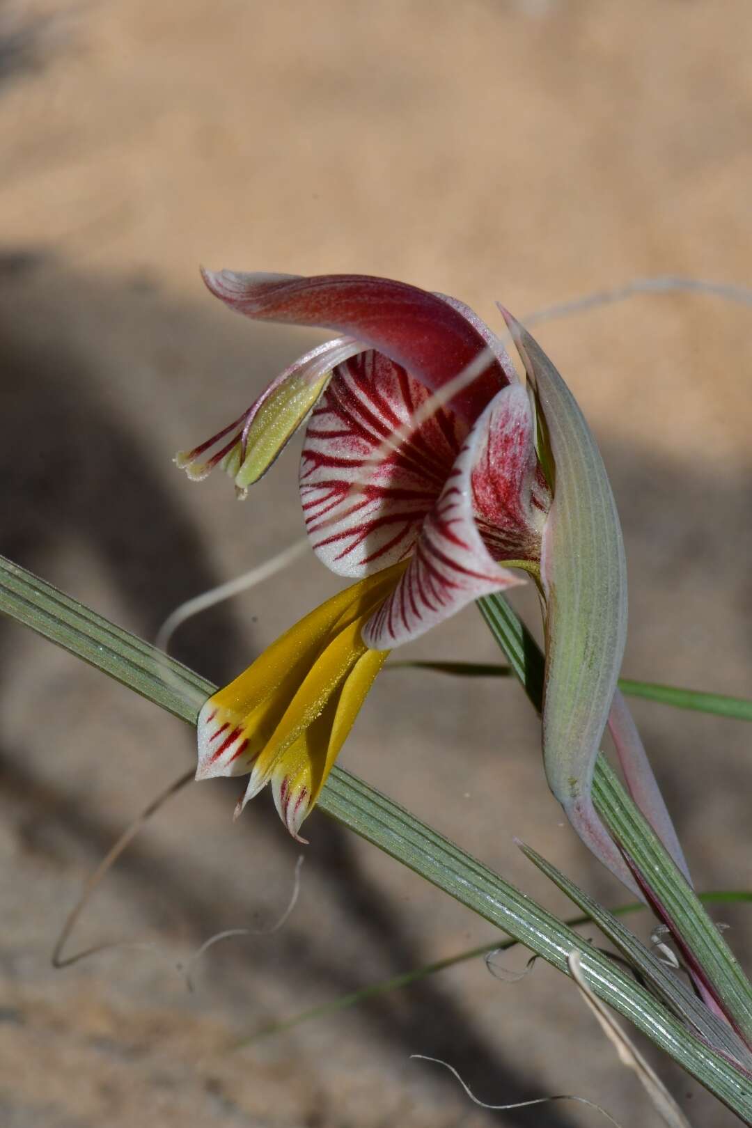 Gladiolus watermeyeri L. Bolus resmi