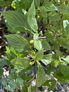 Image of blackfruit dogwood