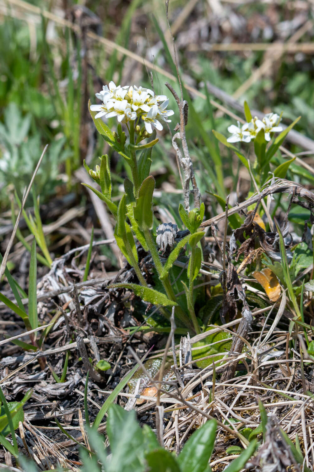 Image of Arabis stelleri DC.