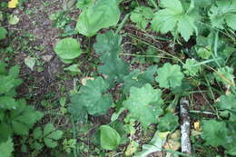 Image of Alchemilla baltica Sam. ex Juz.