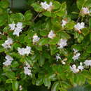 Image of Rhododendron tschonoskii Maxim.