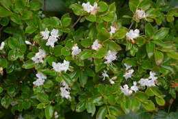 صورة Rhododendron tschonoskii Maxim.