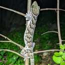 Image of Siamese Green-eyed Gecko