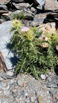 Image of Cirsium obvallatum (M. Bieb.) M. Bieb.