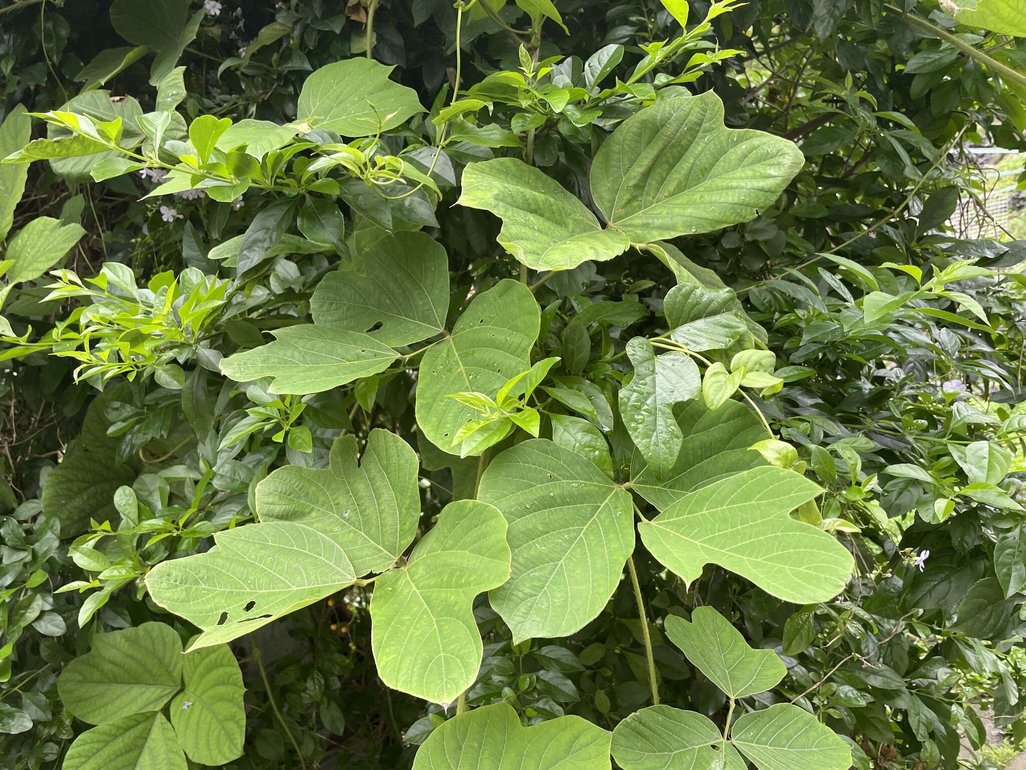 Image of <i>Pueraria montana</i> var. <i>thomsonii</i>