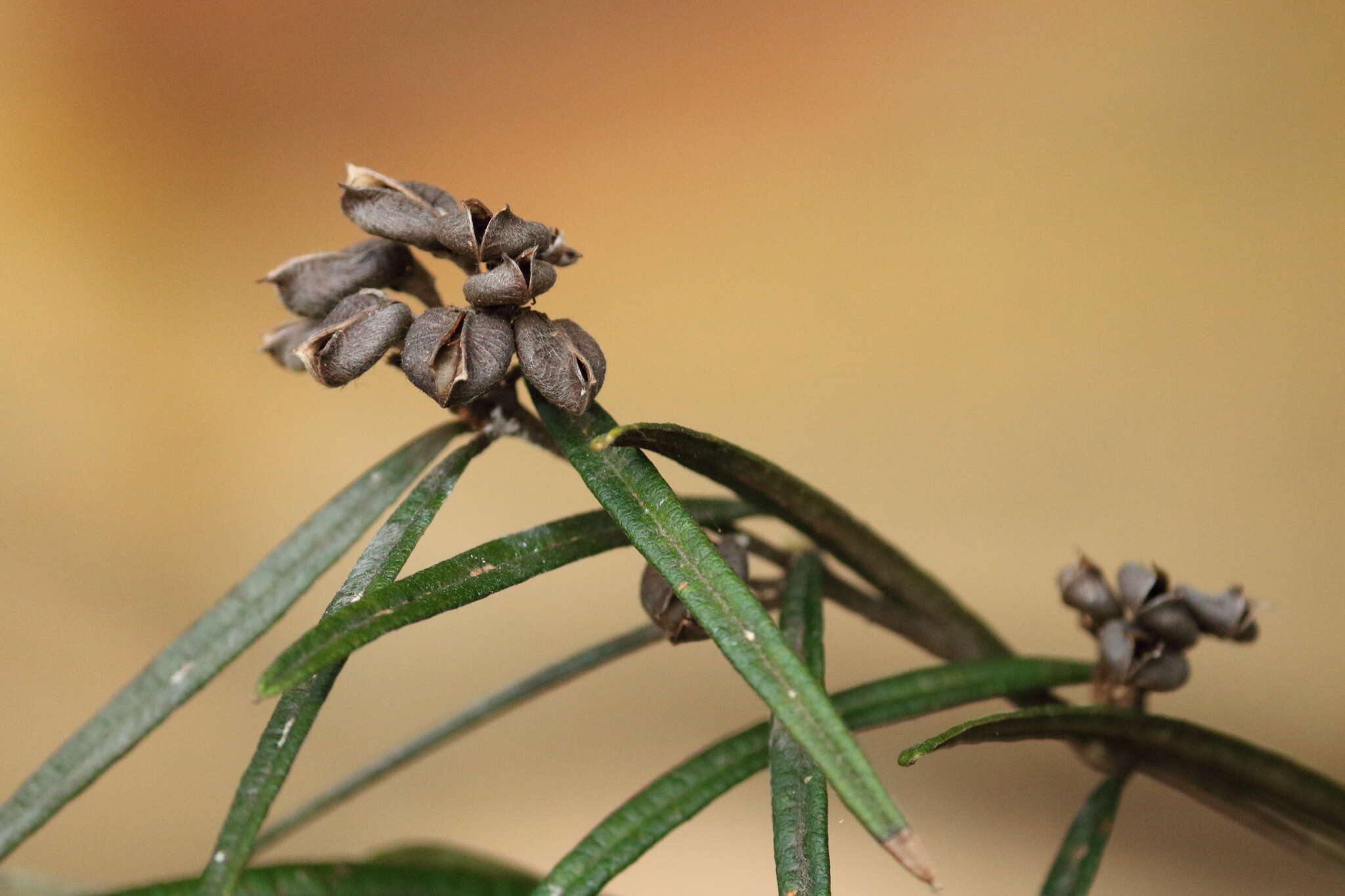 Imagem de Lasiopetalum ferrugineum Sm.