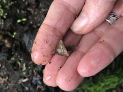 Image of Reddish spotted mycena