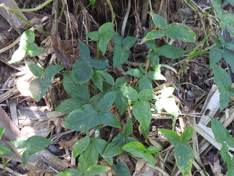 Image de Syngonium podophyllum Schott