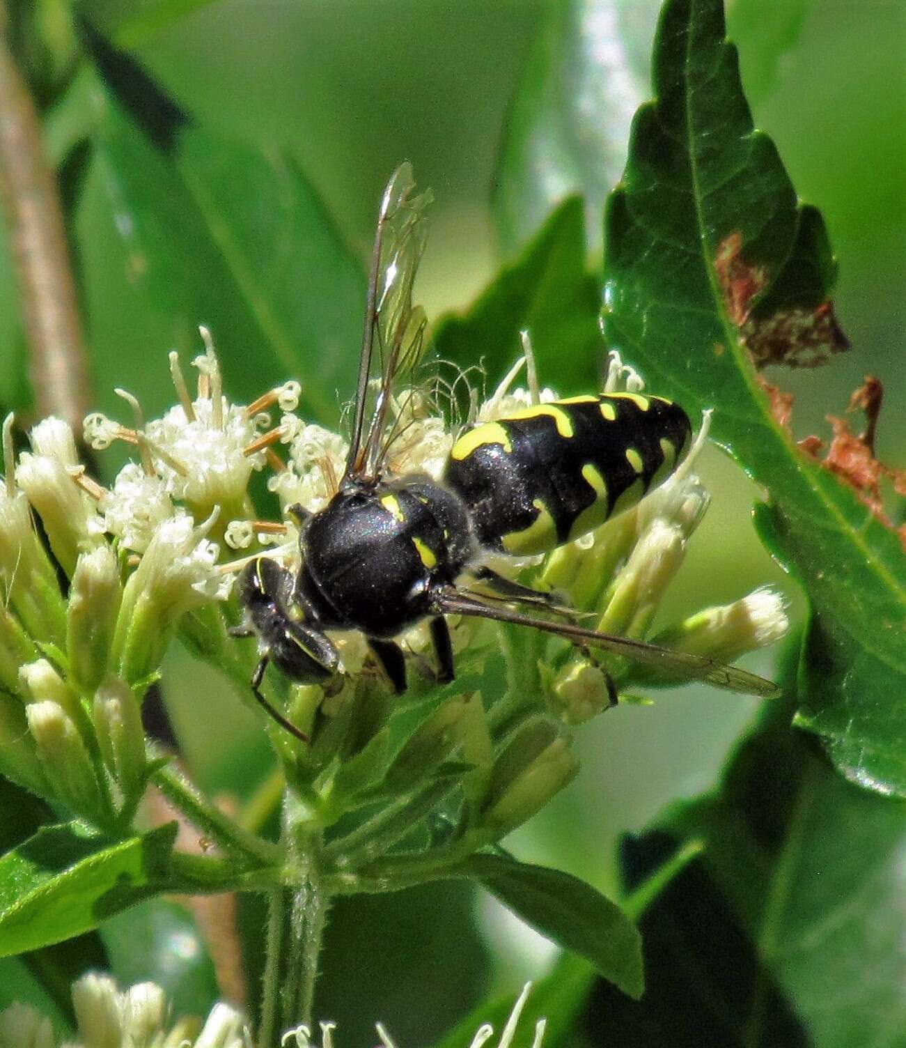 Imagem de Stictia flexuosa (Taschenberg 1870)