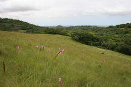 Imagem de Watsonia densiflora Baker