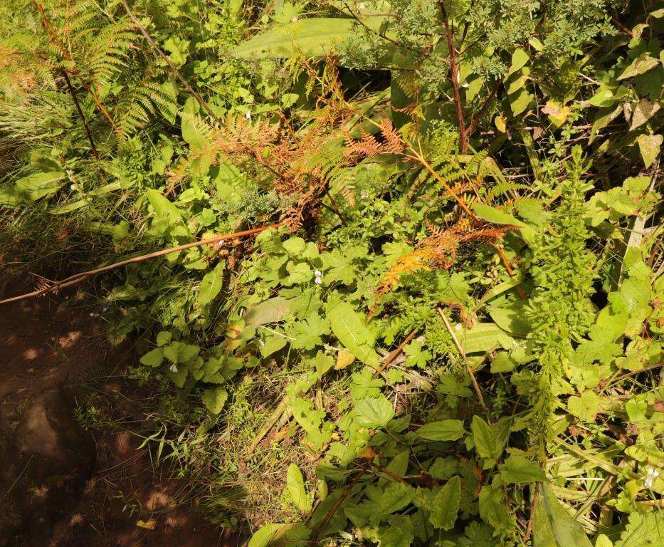 Image of Pelargonium dispar N. E. Br.