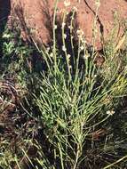 Image de Retanilla ephedra (Vent.) Brongniart