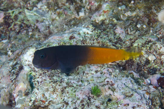 Image of Bicolor Blenny