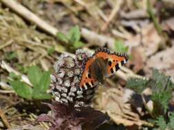 Imagem de Aglais urticae Linnaeus 1758