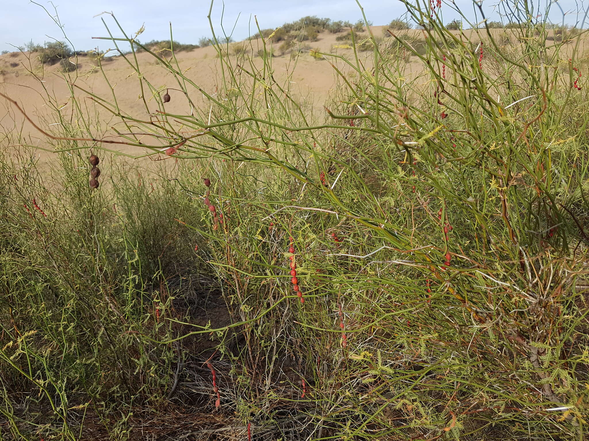 Image de Prosopis argentina Burkart