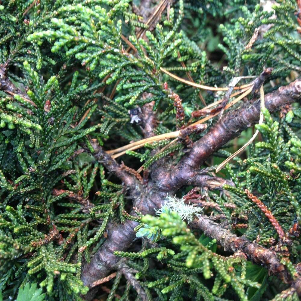 Image of Juniperus monticola subsp. compacta