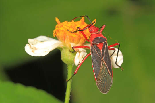 Image of Cotton Stainer