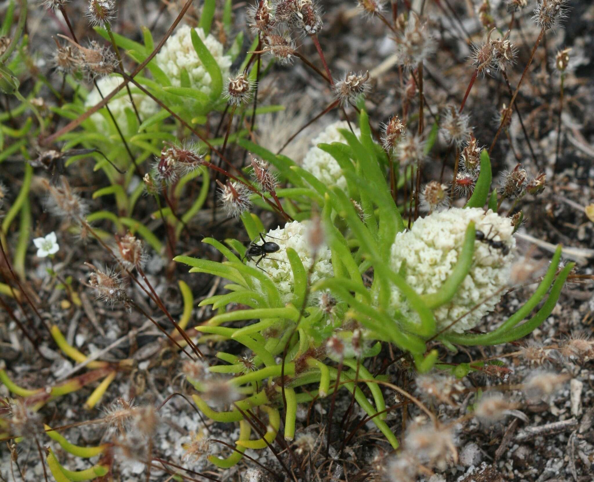 Image of Siloxerus filifolius (Benth.) Ostenf.