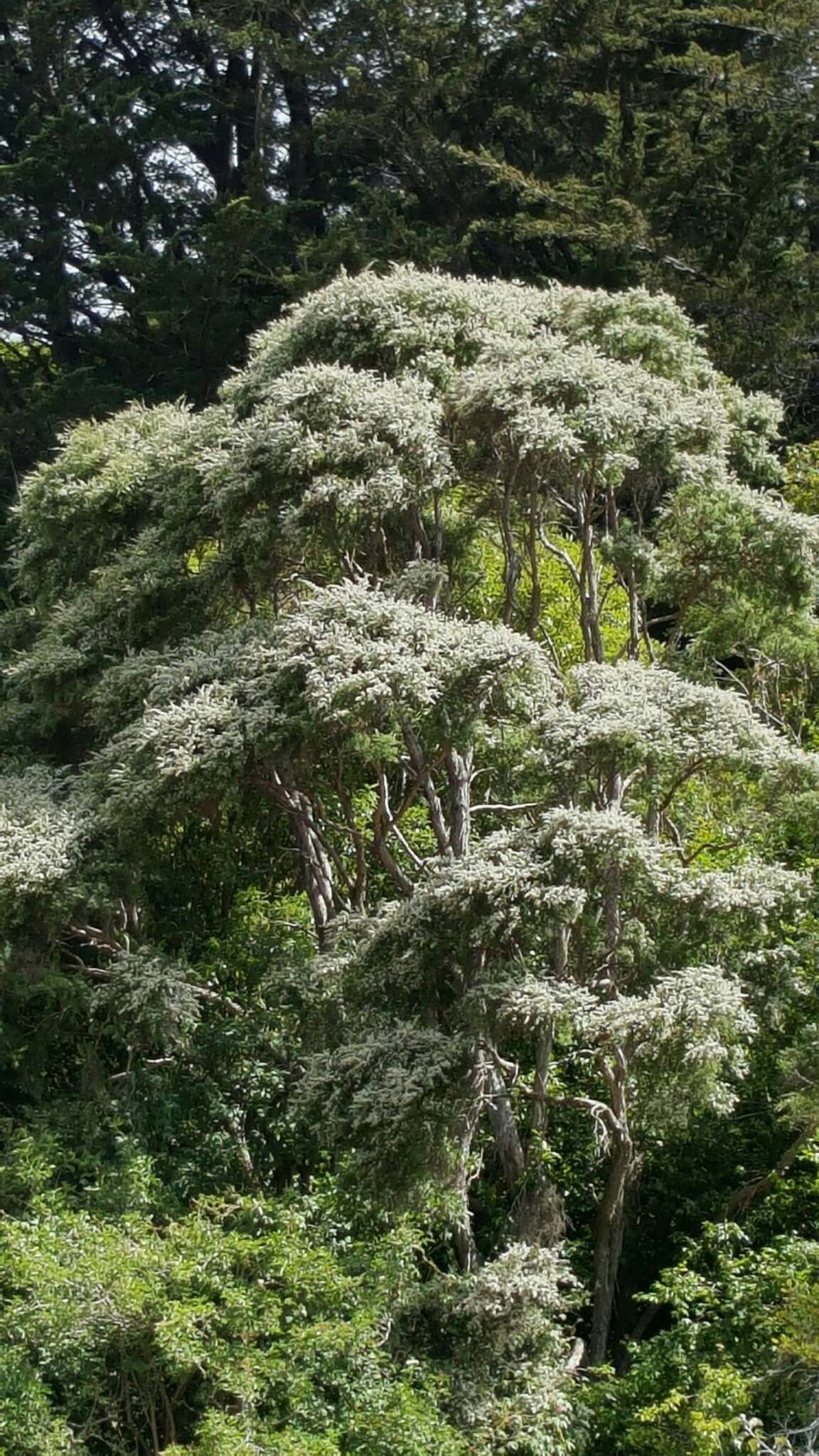 Plancia ëd Kunzea robusta de Lange & Toelken