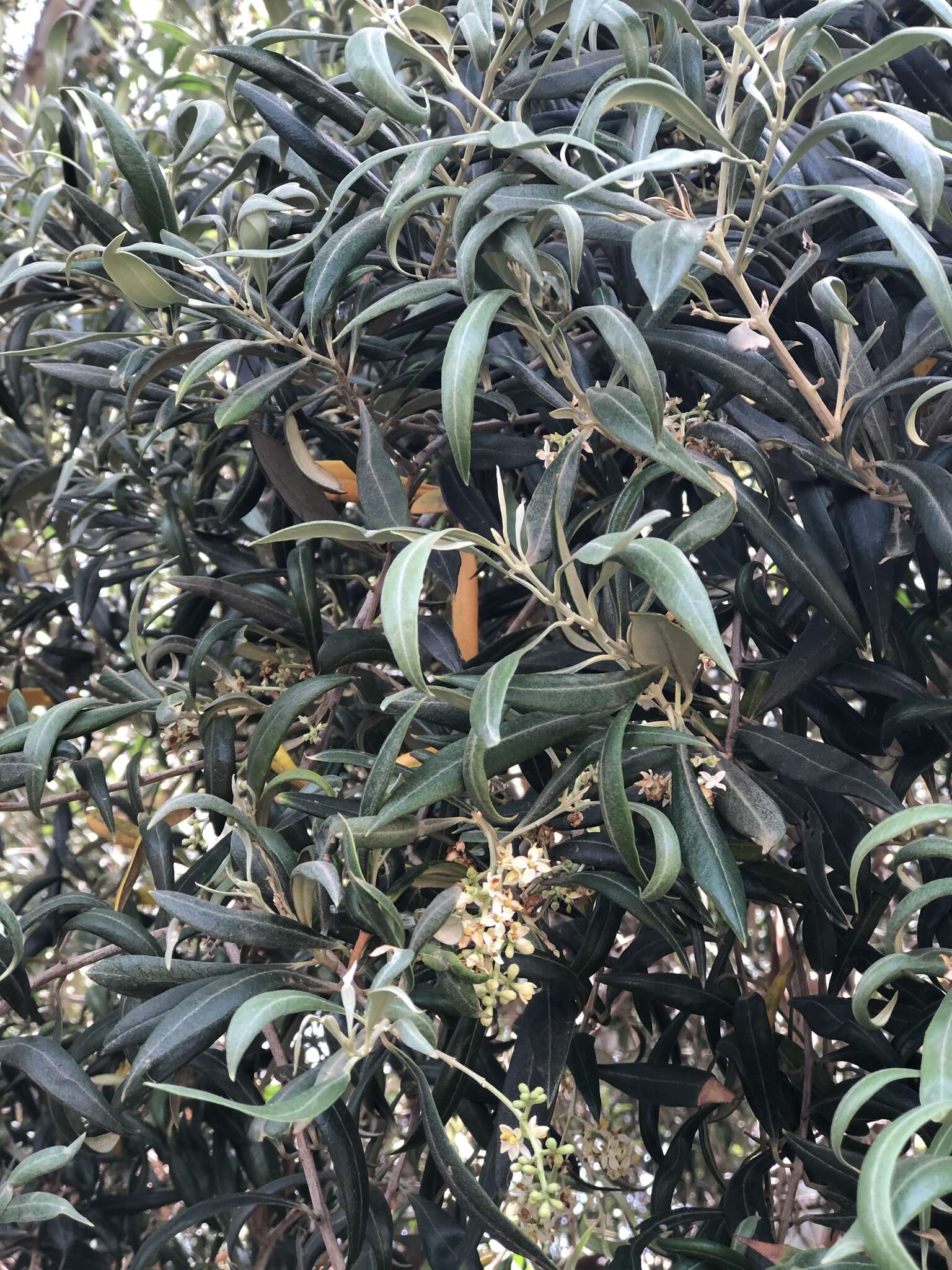 Image of Olea europaea subsp. guanchica P. Vargas, J. Hess, Muñoz Garm. & Kadereit