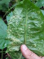 Image of Puccinia dioicae Magnus 1877