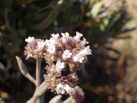 Image of Pacific yerba santa