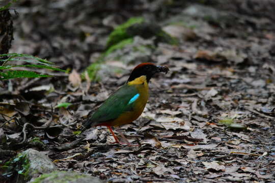 Image of Noisy Pitta