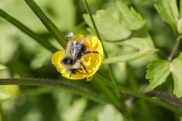 Image of Bombus pyrenaeus Pérez 1879