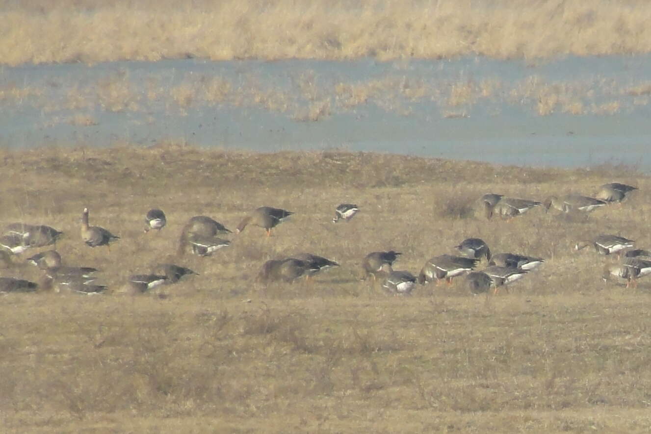 Image of Red-breasted Goose